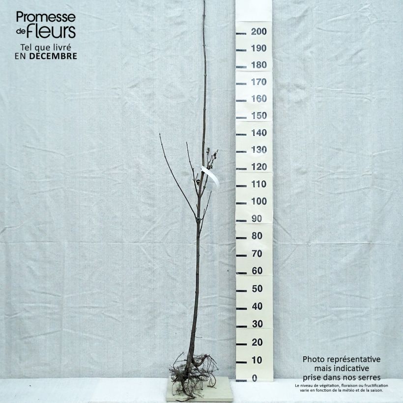 Spécimen de Érable sycomore - Acer pseudoplatanus en racines nues hauteur 200/250cm tel que livré en hiver