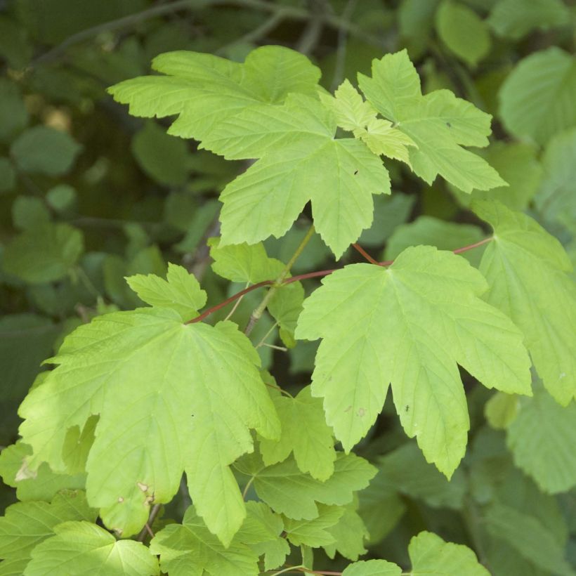 Érable sycomore - Acer pseudoplatanus (Feuillage)