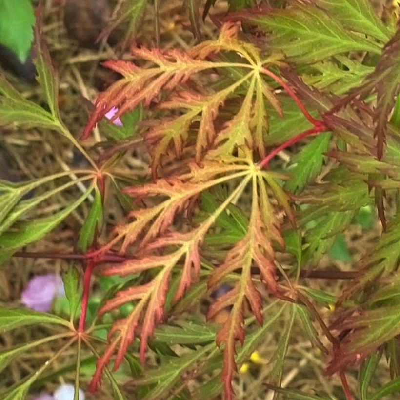 Erable du Japon - Acer pseudosieboldianum Ice dragon (Feuillage)