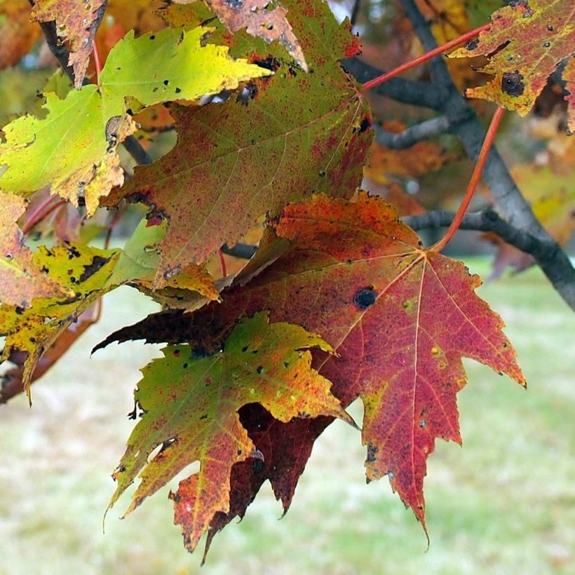 Acer rubrum Armstrong - Érable rouge (Feuillage)