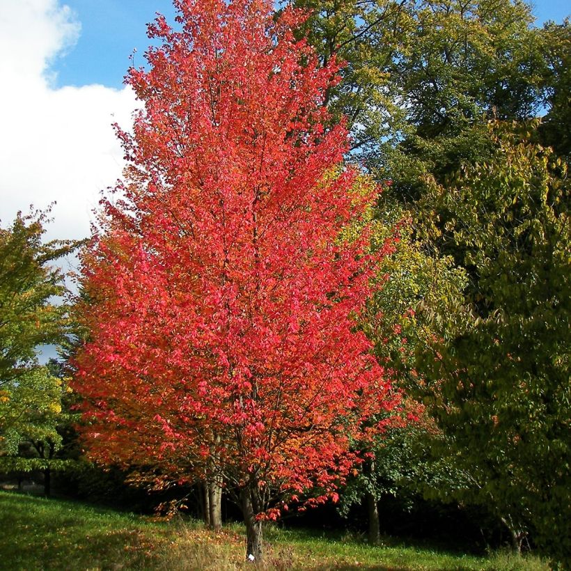 Acer rubrum Armstrong - Érable rouge (Port)