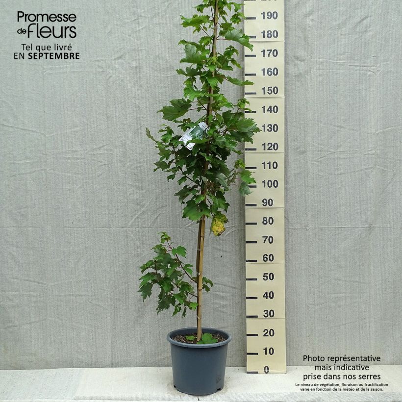 Spécimen de Acer rubrum Armstrong - Érable rouge Pot de 12L/15L, Baliveau tel que livré en automne