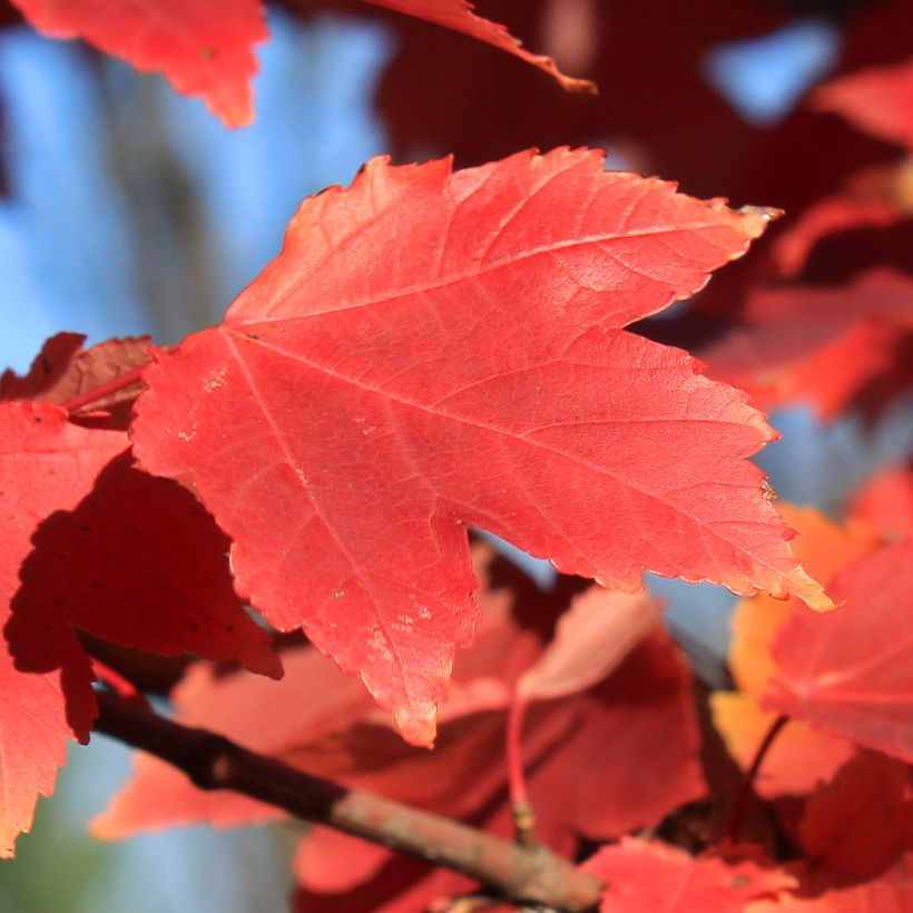 Acer rubrum Fairview Flame - Erable rouge (Feuillage)