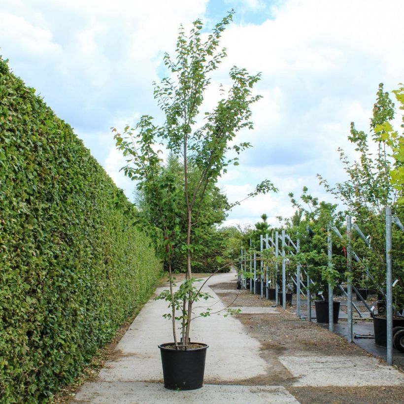 Spécimen de Érable rouge - Acer rubrum - Pot de 90L Cépée tel que livré au printemps