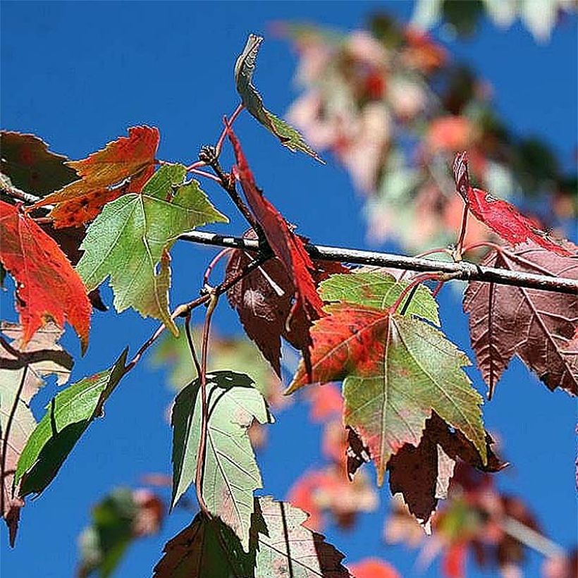 Acer rubrum Red Sunset - Érable rouge en tige 6/8 cm (Feuillage)