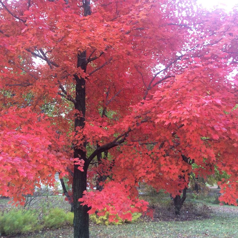 Acer rubrum Red Sunset - Érable rouge en tige 6/8 cm (Port)