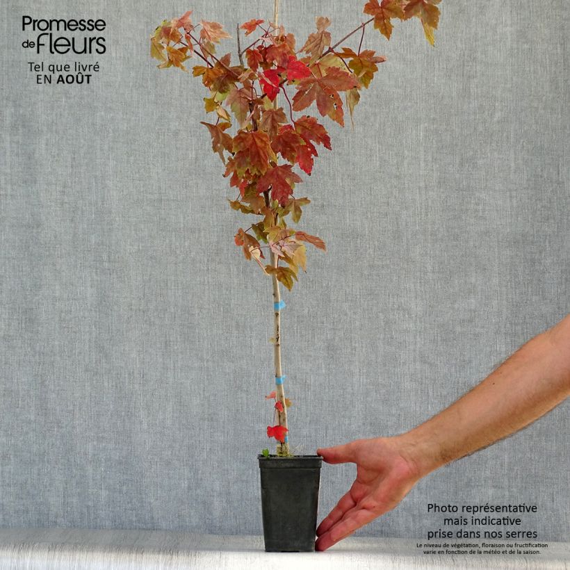 Spécimen de Acer rubrum Redpointe - Erable rouge Pot de 1L/1,5L tel que livré en été