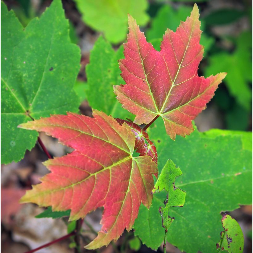 Érable rouge - Acer rubrum Summer Red (Feuillage)