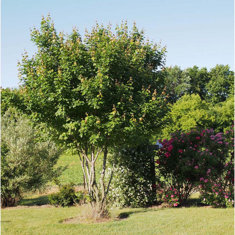 Érable rouge - Acer rubrum Summer Red (Port)