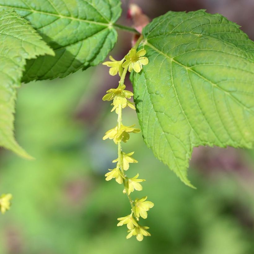 Acer rufinerve - Erable à peau de serpent (Floraison)