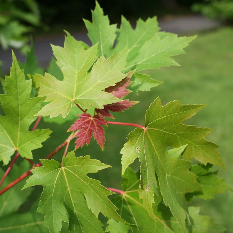 Érable argenté - Acer saccharinum (Feuillage)