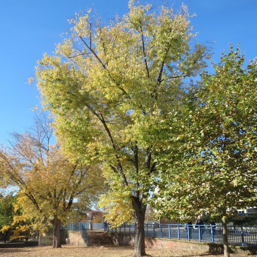 Érable argenté - Acer saccharinum (Port)