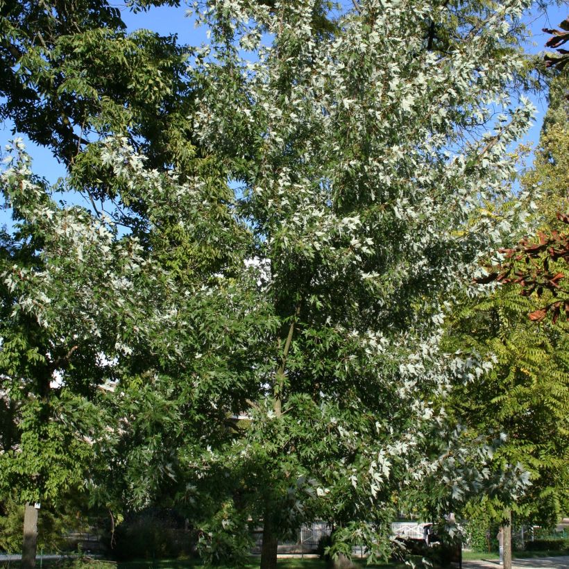 Acer saccharinum Laciniatum Wieri - Érable argenté (Port)