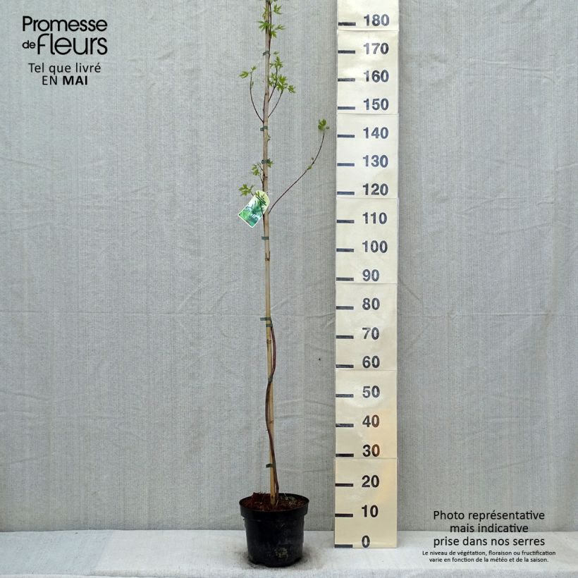 Spécimen de Acer saccharinum Laciniatum Wieri - Érable argenté Pot de 4L/5L tel que livré au printemps