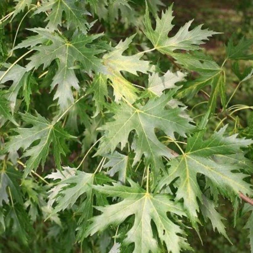 Acer saccharinum Pyramidale - Érable argenté (Feuillage)