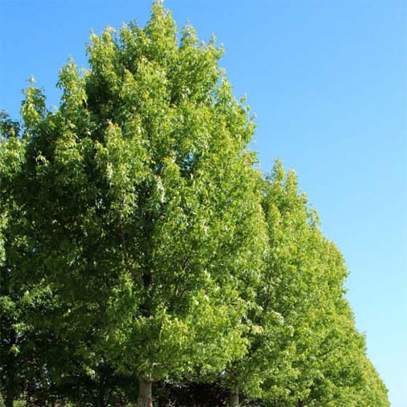 Acer saccharinum Pyramidale - Érable argenté (Port)