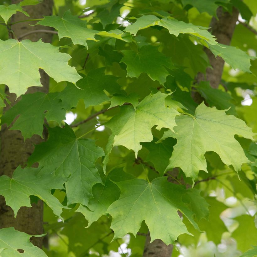 Acer saccharum - Érable à sucre (Feuillage)