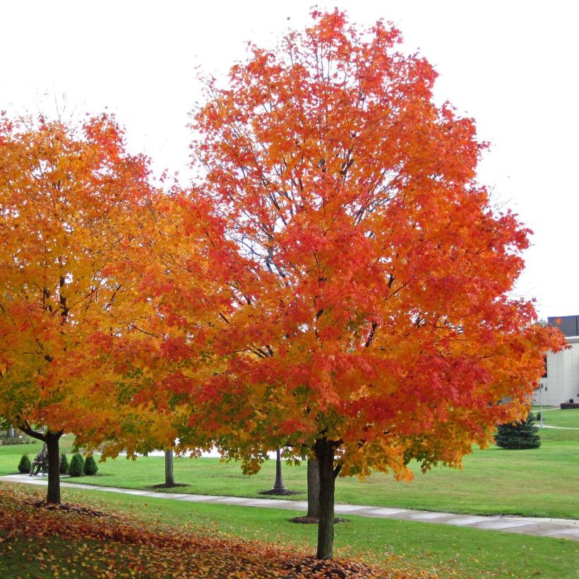 Acer saccharum - Érable à sucre (Port)