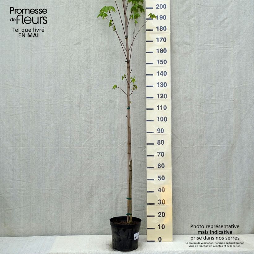 Spécimen de Acer saccharum - Érable à sucre baliveau en pot de 7.5L/10L tel que livré au printemps