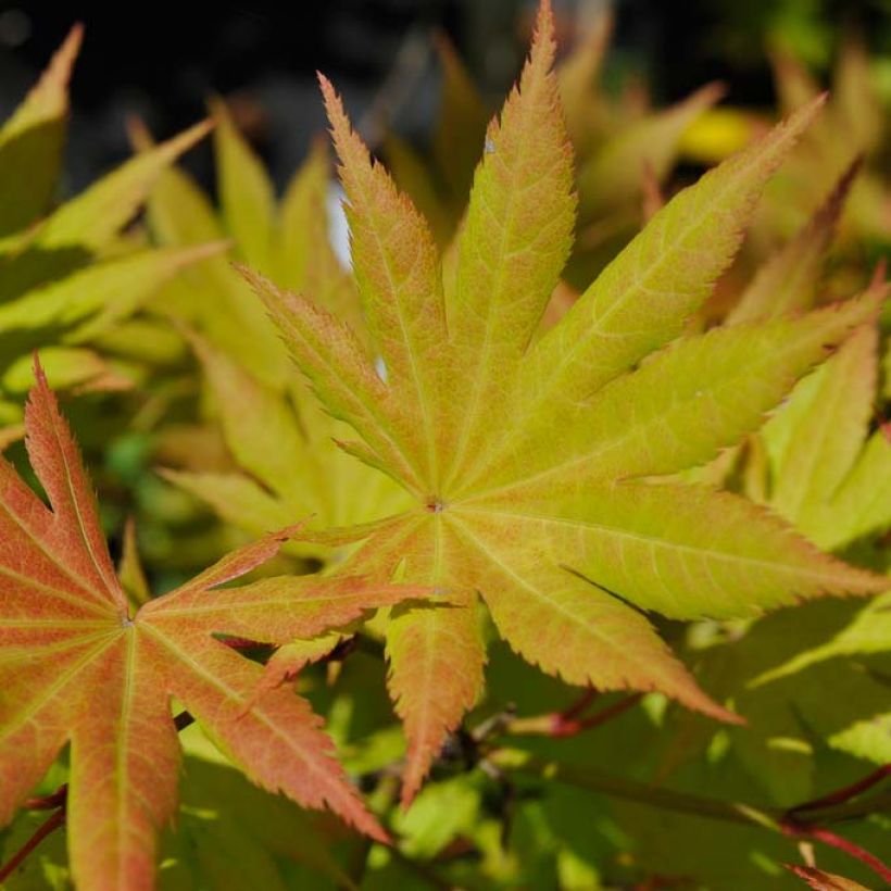 Érable du Japon - Acer shirasawanum Autumn Moon (Feuillage)