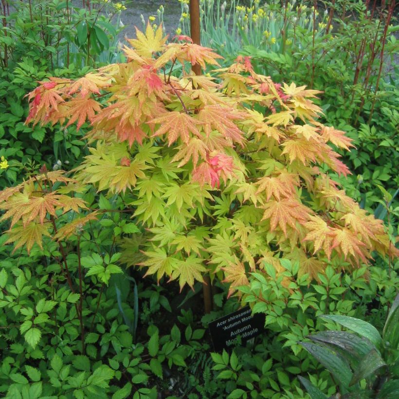 Érable du Japon - Acer shirasawanum Autumn Moon (Port)