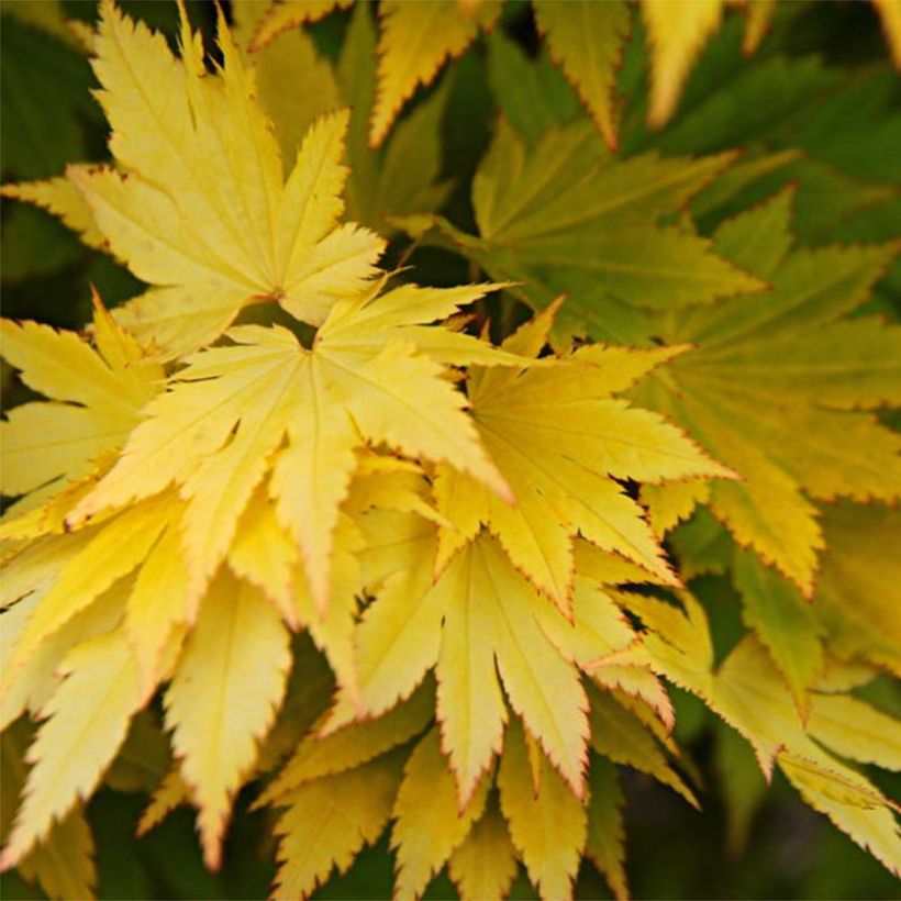 Erable du Japon - Acer shirasawanum Jordan (Feuillage)