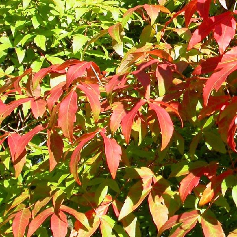 Erable à trois fleurs - Acer triflorum (Feuillage)