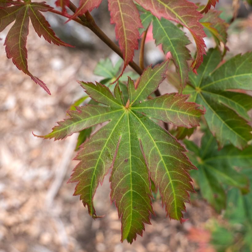 Erable du Japon - Acer pseudosieboldianum North Wind (Feuillage)