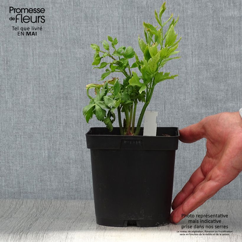 Spécimen de Ache des montagnes ou Livèche Pot de 2L/3L tel que livré au printemps