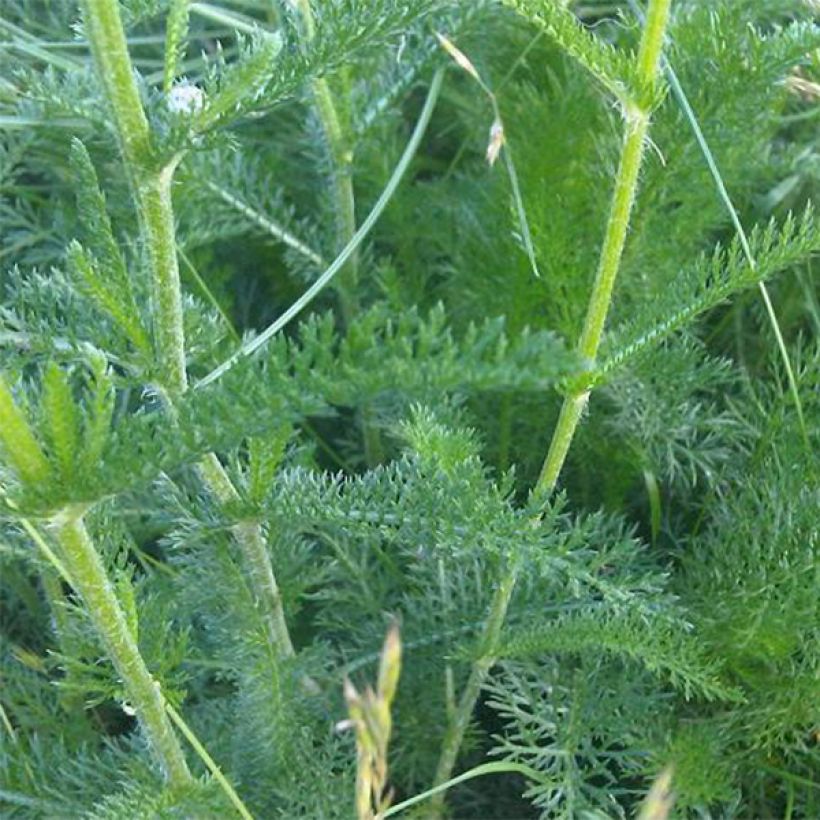 Achillée odorante - Achillea odorata (Feuillage)