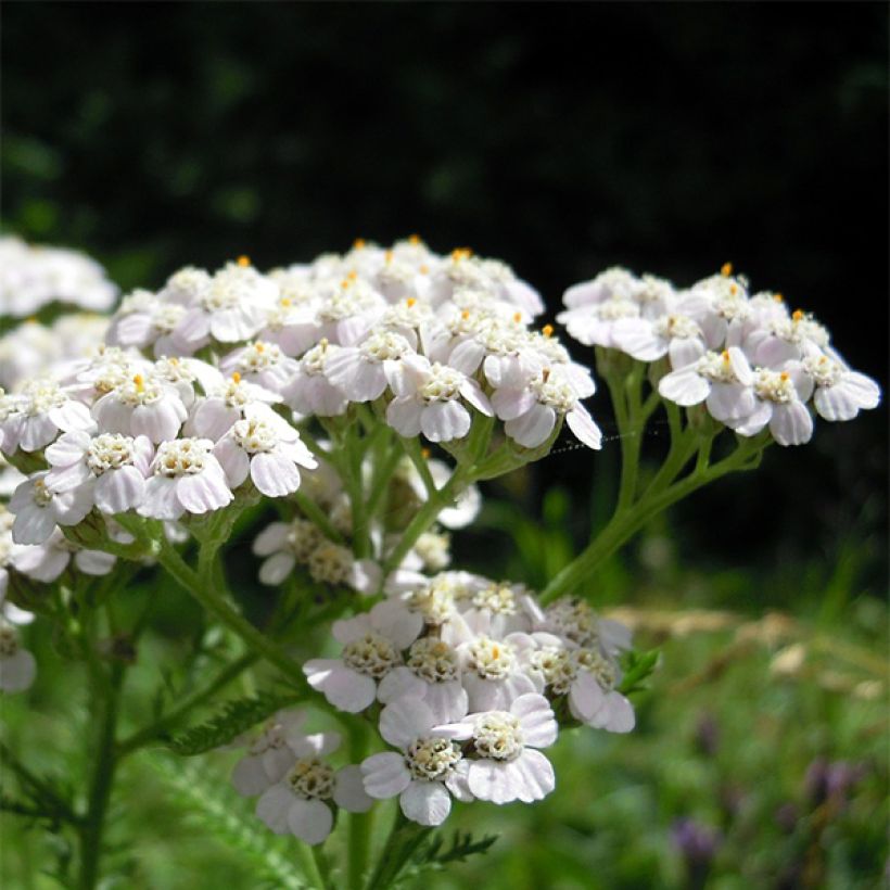 Achillée odorante - Achillea odorata (Floraison)