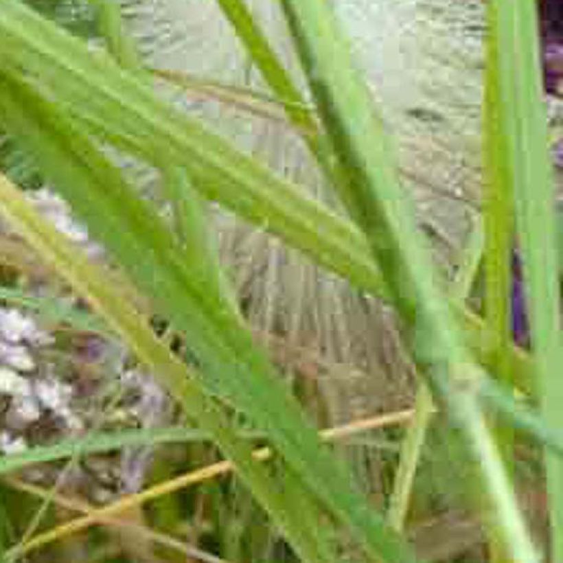 Achillée millefolium Chamois (Feuillage)