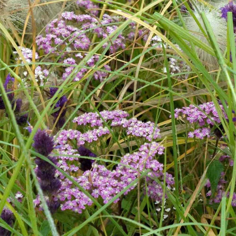 Achillée millefolium Chamois (Port)