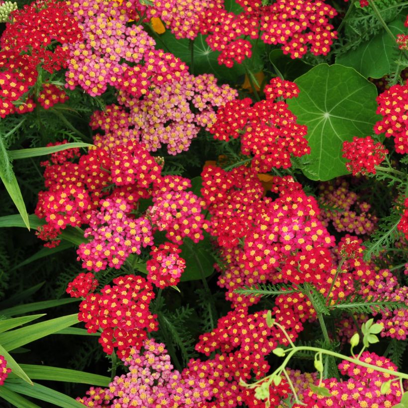 Achillée millefolium Summer Pastels (Floraison)