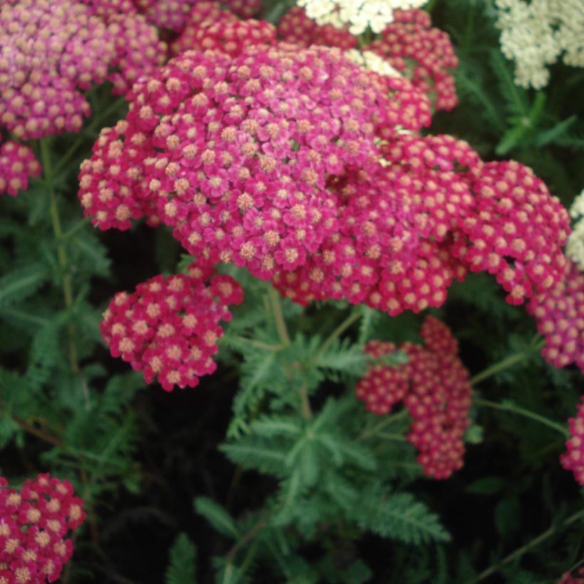 Achillée millefolium Red Velvet (Floraison)