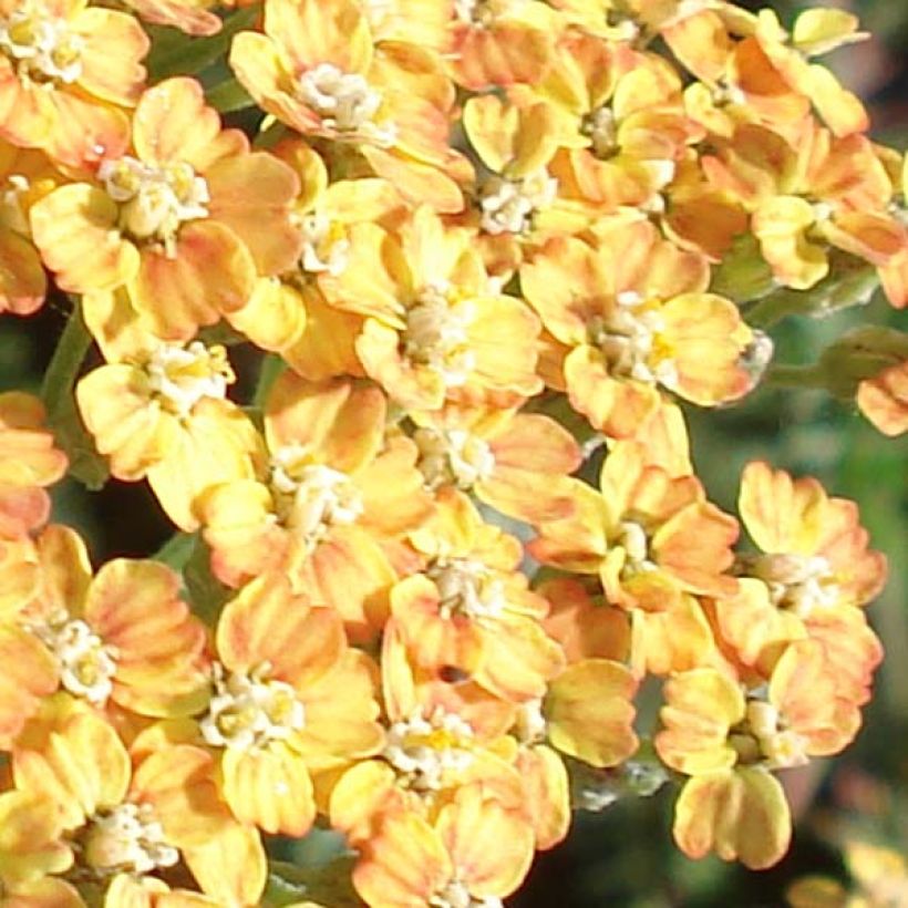 Achillée millefolium Terracotta (Floraison)