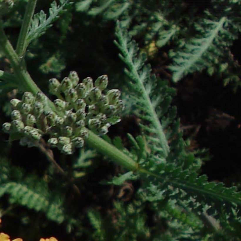 Achillée millefolium Summerwine (Feuillage)