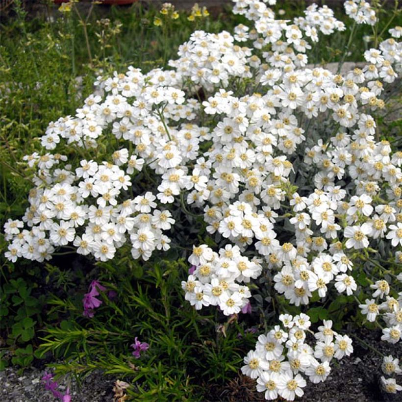 Achillea ageratifolia - Achillée à feuilles d'agérate (Floraison)