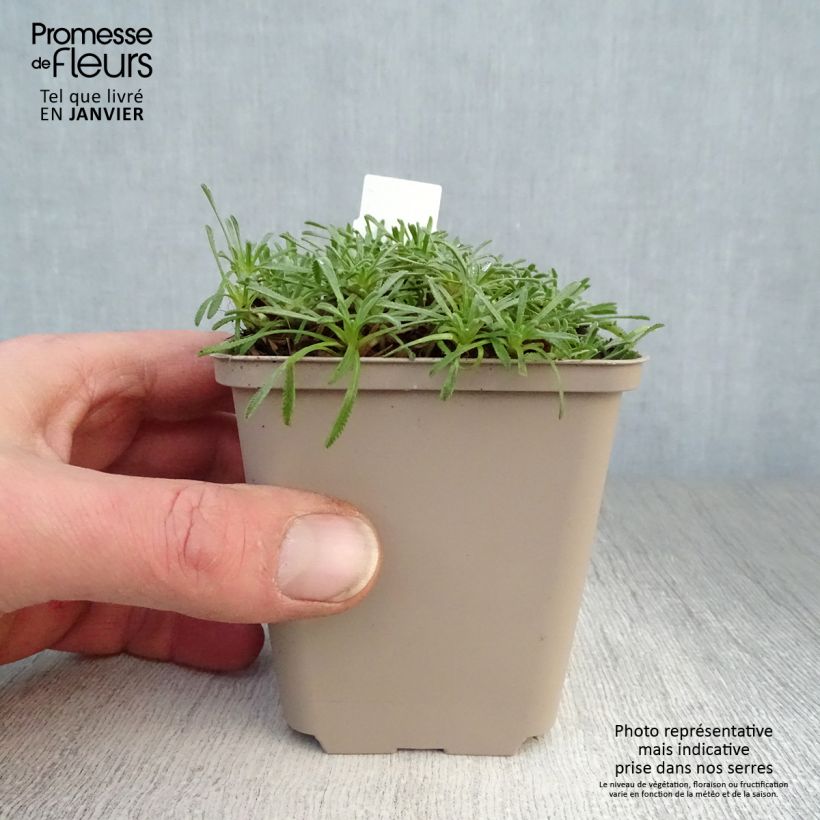 Spécimen de Achillea ageratifolia - Achillée à feuilles d'agérate tel que livré en hiver