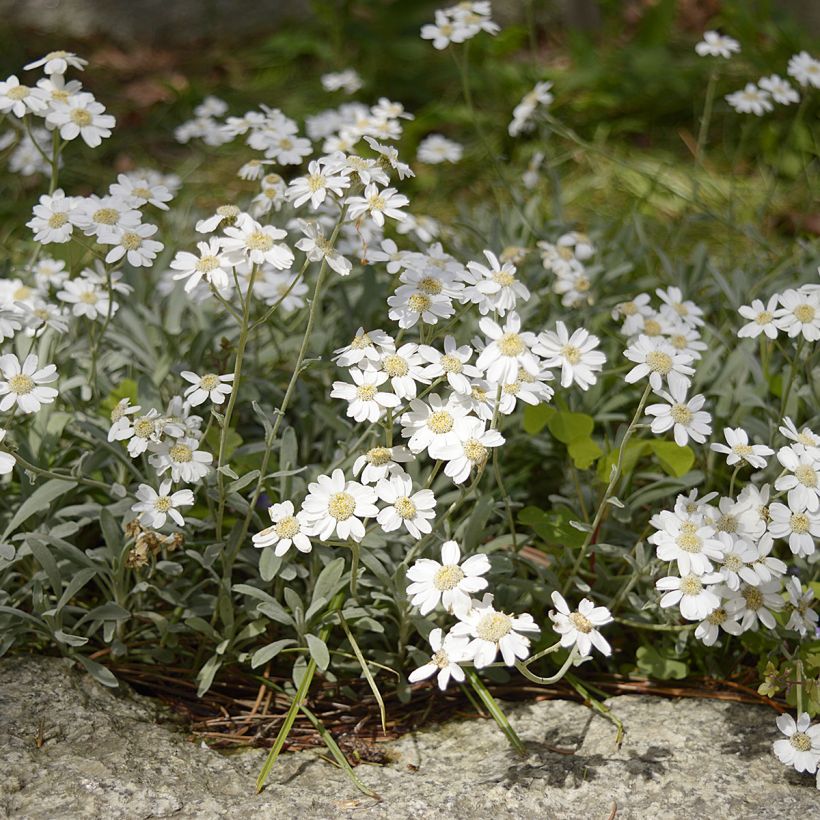 Achillea ageratifolia - Achillée à feuilles d'agérate (Port)