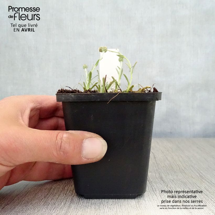 Spécimen de Achillea ageratifolia - Achillée à feuilles d'agérate Godet de 8 cm tel que livré au printemps