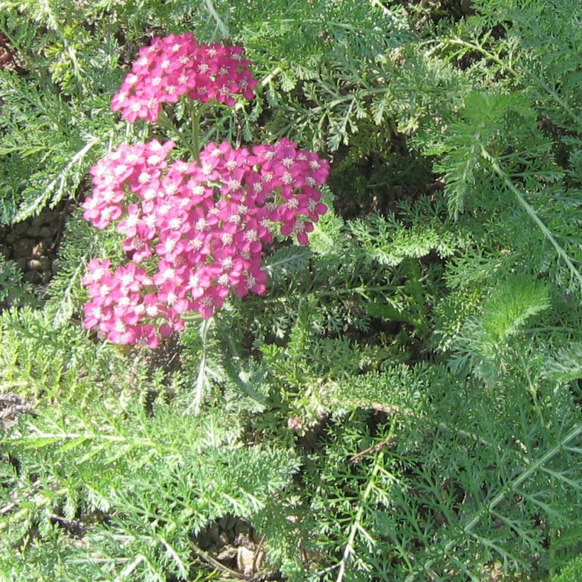 Achillée - Achillea asplenifolia (Feuillage)