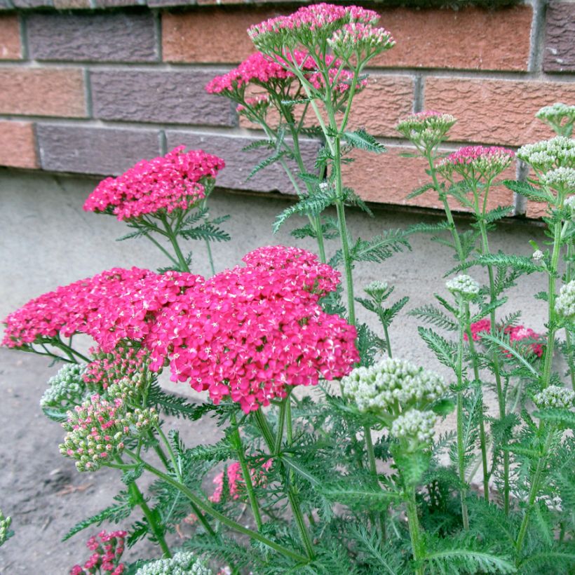 Achillée - Achillea asplenifolia (Port)