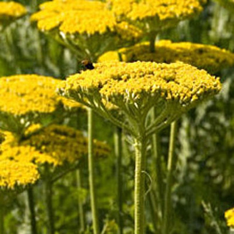 Achillée filipendulina Golden Plate (Port)