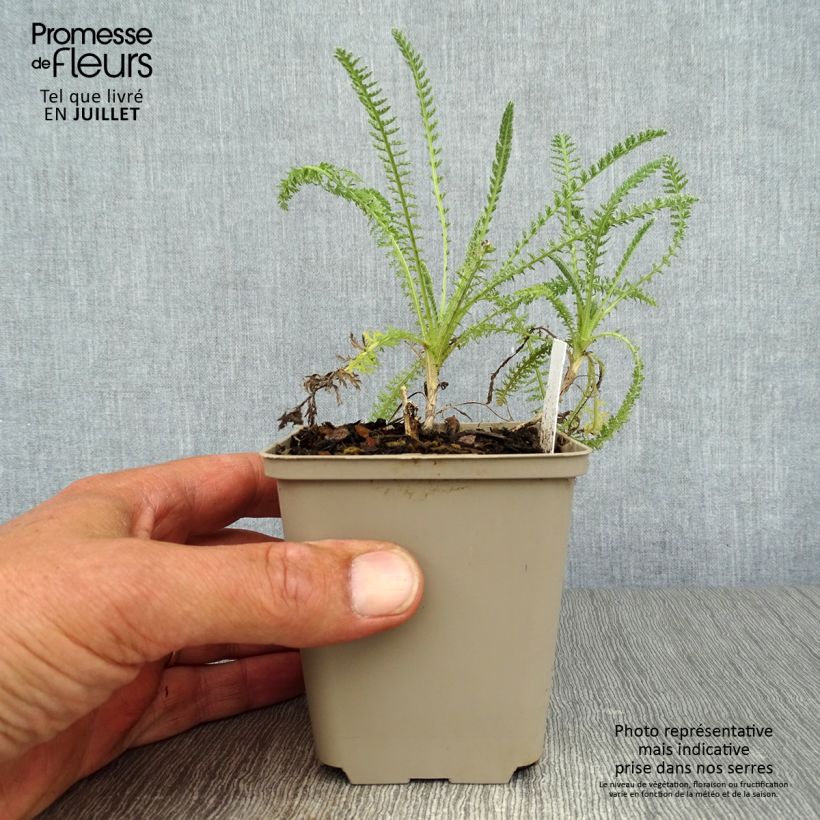 Spécimen de Achillea hybride Little Moonshine tel que livré en ete