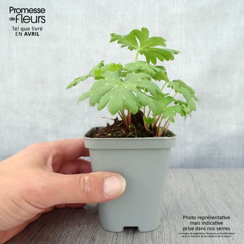 Spécimen de Achillea hybride Little Moonshine Godet de 9cm tel que livré au printemps