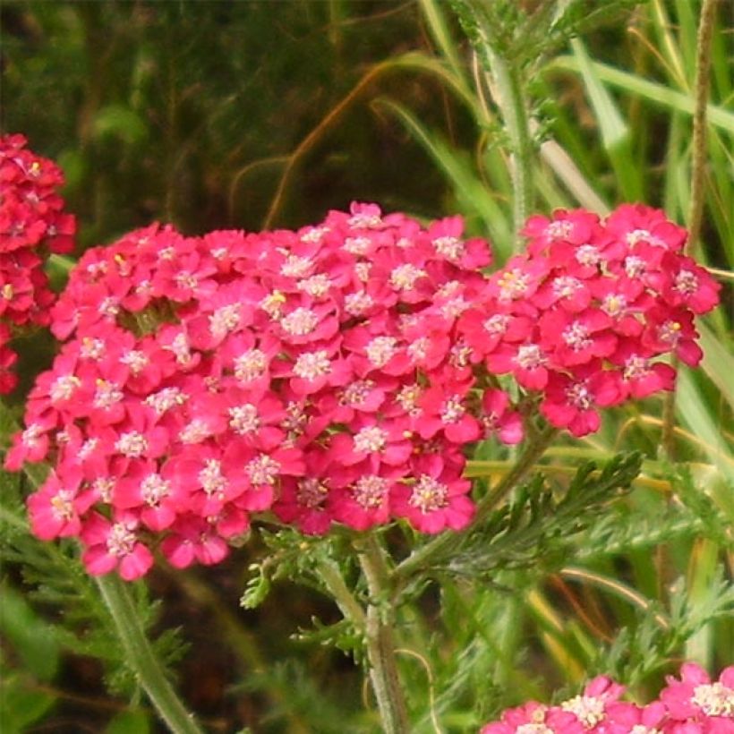 Achillée millefolium Petra (Floraison)