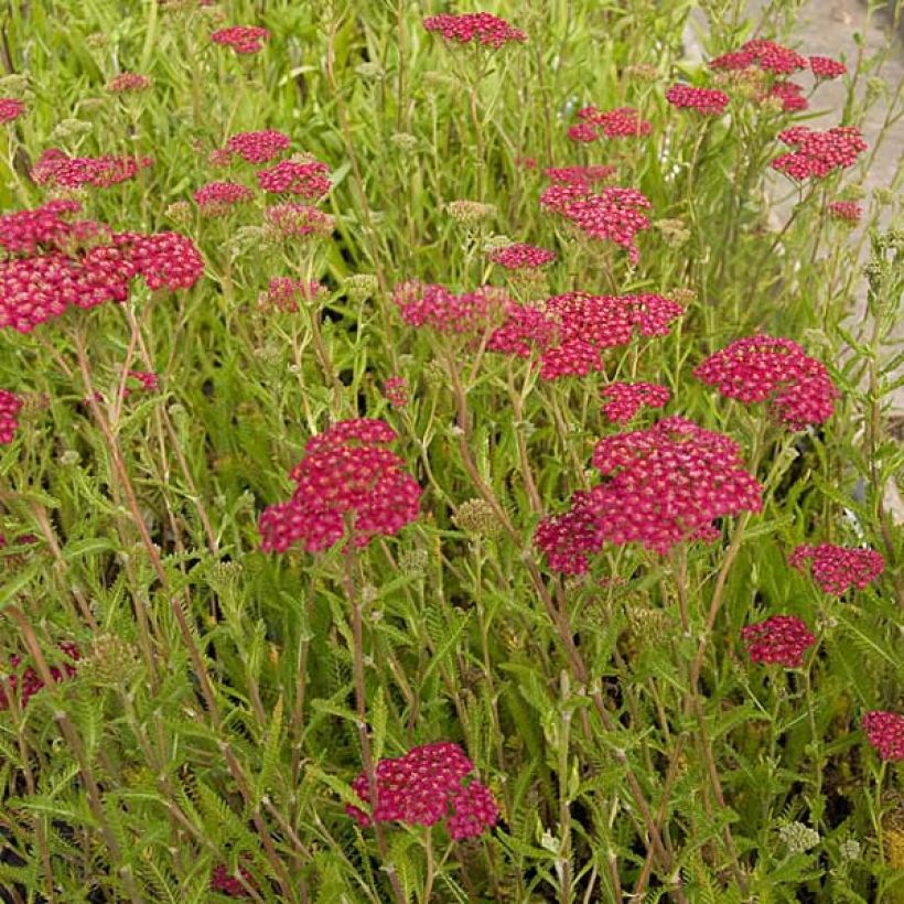 Achillée millefolium Velours (Port)