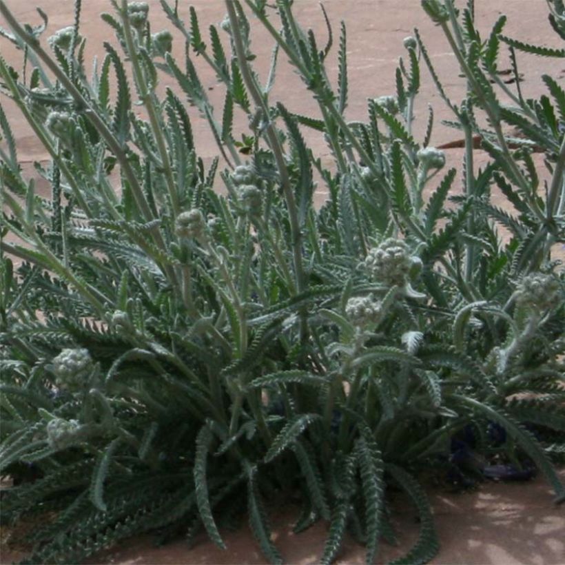 Achillea kellereri - Achillée (Feuillage)