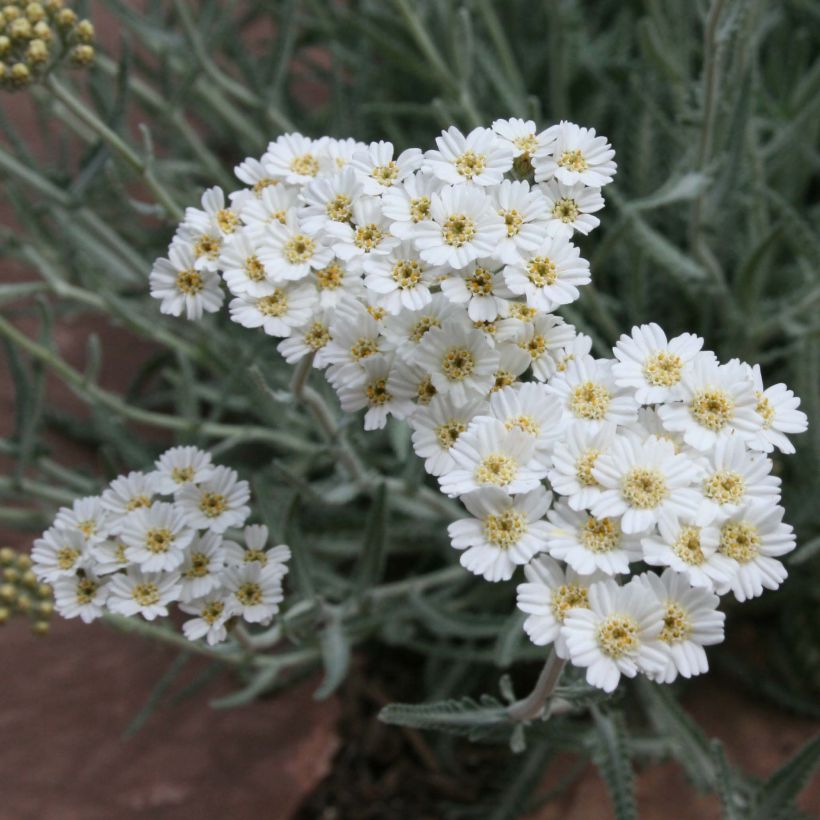 Achillea kellereri - Achillée (Floraison)